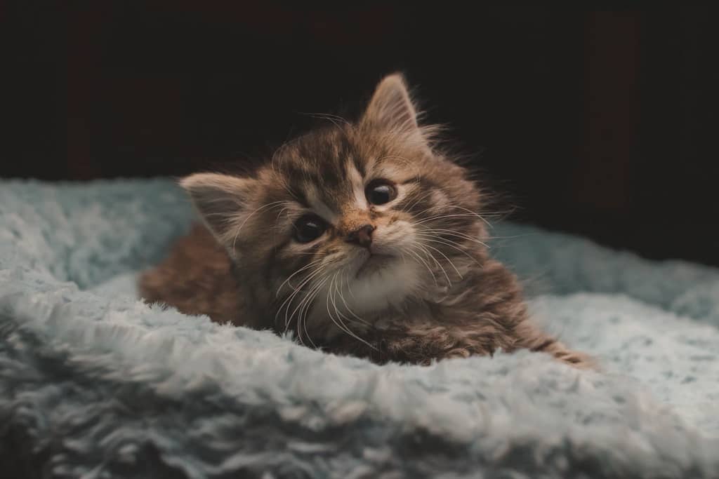 kitten first night at home