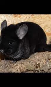 Black Chinchilla Guide: Discover their Enchanting World | 2023