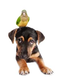 bird on dog's head