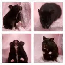 Discover the Alluring Black Bear Hamster | 2023 Guide