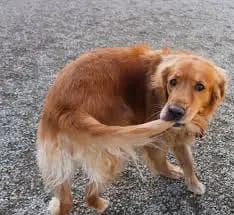 dog tail biting
