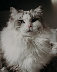 are ragdoll cats hypoallergenic