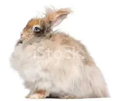 2023 Guide: Discover the Enchanting English Angora Rabbit