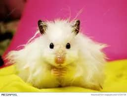 2023 Guide: Discover the Enchanting Long Hair Syrian Hamster