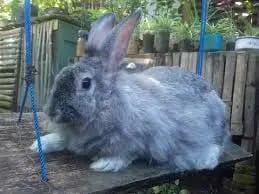 2023 German Angora Rabbit: Uncover the Fluffy Marvel!