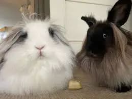 2023 Guide: Discover the Enchanting World of Long-Haired Rabbits