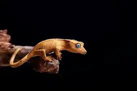Crested Gecko Lifespan Revealed: Unveiling the Secrets! | 2023