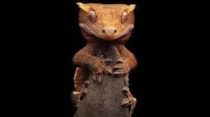 The Crested Gecko – Unleash their Power: Ultimate Guide 2023: