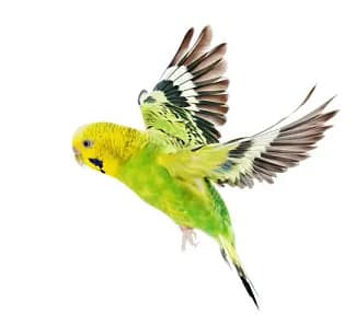 Safe Flight Training for Pet Birds