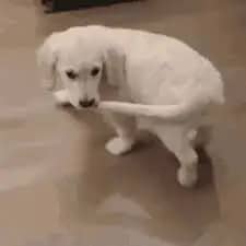 dog tail biting
