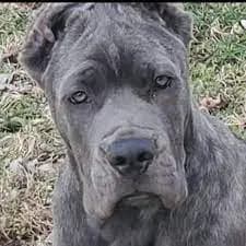 blue brindle cane corso
