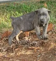 blue brindle cane corso