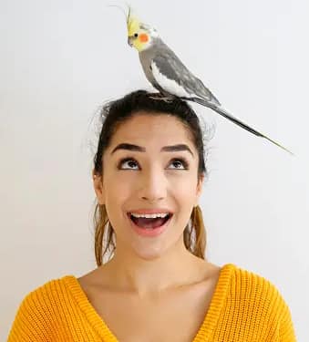 teaching tricks to cockatiels