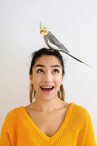 Teaching Tricks to Cockatiels: Elevate Your Bird’s Abilities | 2023