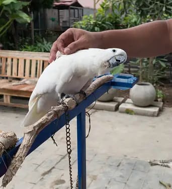 Effective Positive Reinforcement Techniques for Birds
