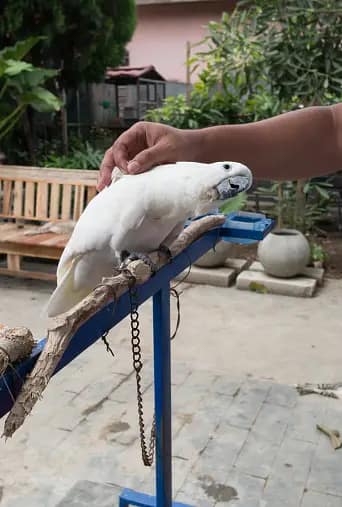 Unlocking the Secrets: Effective Bird Training Techniques 2023