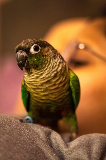 Building Trust with Your New Bird