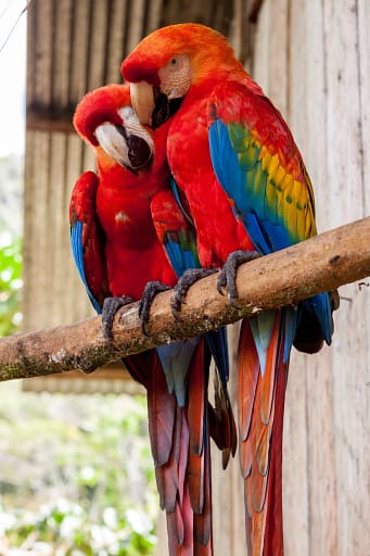 Teaching Recall to Pet Birds