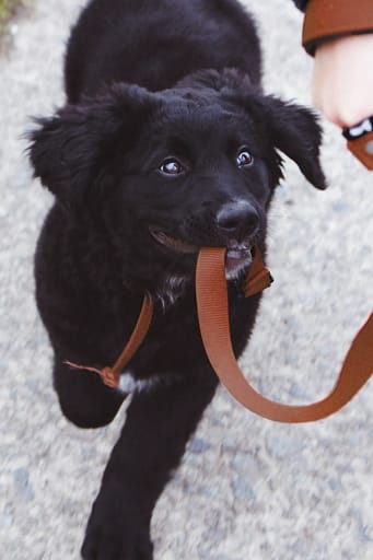 teaching a dog to heel