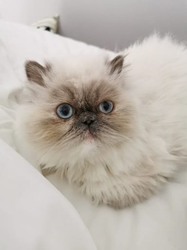 chinchilla persian cat