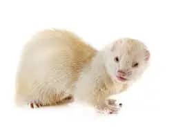 albino ferret