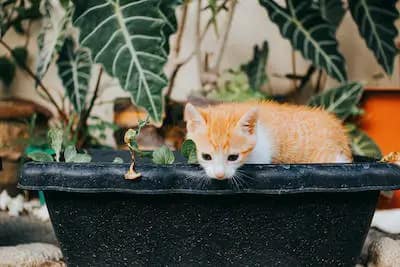 common houseplants that are toxic to pets