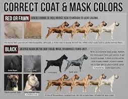 cane corso colors