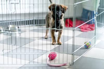 crate training a puppy