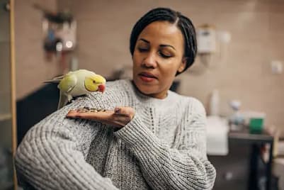 essential tips for bird training