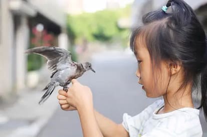 Safe Flight Training for Pet Birds