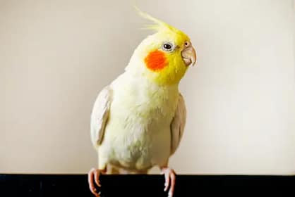 teaching tricks to cockatiels