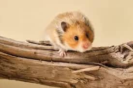 long hair Syrian hamster