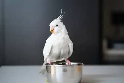 teaching tricks to cockatiels
