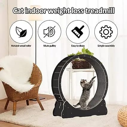 cat hamster wheel