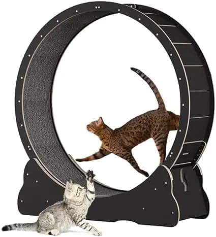 cat hamster wheel