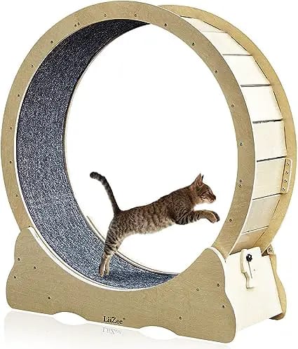 cat hamster wheel