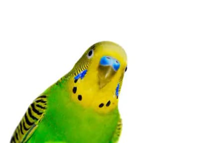 training your parakeet to talk