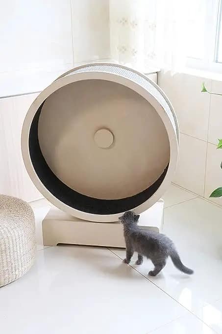 cat hamster wheel