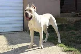 white king corso