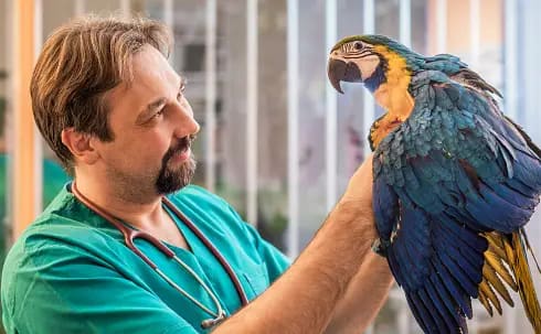 Essential Tips for Bird Training