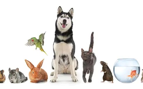 Socializing Your Bird with Other Pets