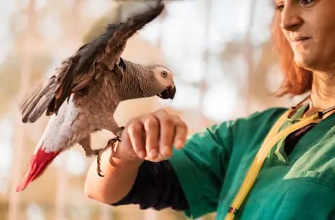 Safe Flight Training for Pet Birds