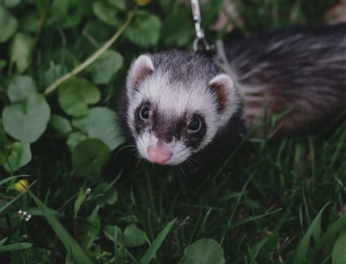 sable ferret