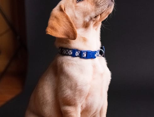 puppy walking chart by age