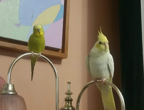 Creating a Daily Routine for Your Pet Bird