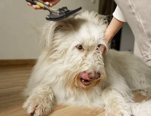 dog brush
