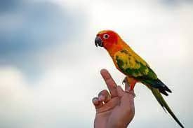 Interactive Games for Bonding with Your Bird
