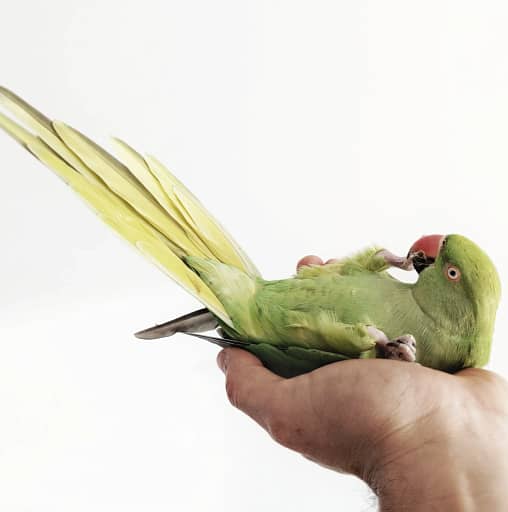2023 Beginner's Guide to Bird Care