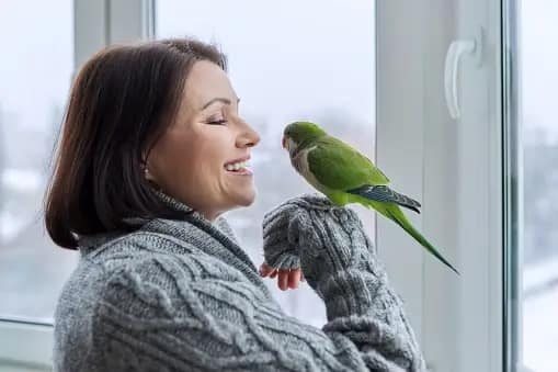 Training Your Parakeet to Talk | 2023 Guide
