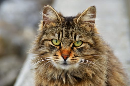 are maine coon cats hypoallergenic